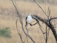 Safari Pilanesberg Nationalpark