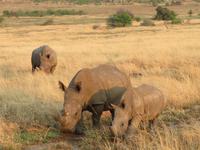 Safari Pilanesberg Nationalpark