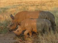 Safari Pilanesberg Nationalpark