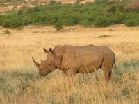 Safari Pilanesberg Nationalpark