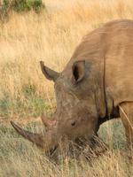 Safari Pilanesberg Nationalpark