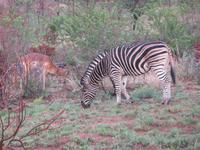 Safari Pilanesberg Nationalpark