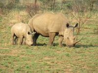 Safari Pilanesberg Nationalpark