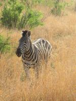 Safari Pilanesberg Nationalpark