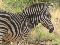 Safari Pilanesberg Nationalpark