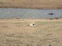 Safari Pilanesberg Nationalpark