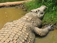 Krokodilfarm Sun City