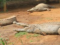 Krokodilfarm Sun City