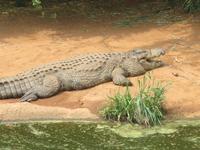 Krokodilfarm Sun City