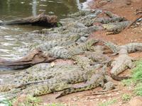 Krokodilfarm Sun City