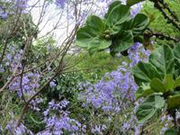 Sun City, Jacarandabaum