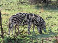 Safari Pilanesberg Nationalpark