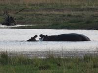 Safari Pilanesberg Nationalpark