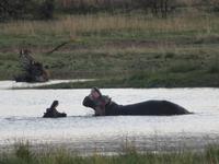 Safari Pilanesberg Nationalpark