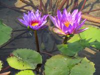 Nan Lian Garden & Chi Lin Nunnery