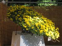 Chrysanthemen-Bonsai