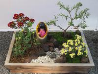 Chrysanthemen-Bonsai