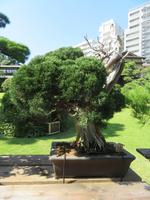 Happo-En Garten, Bonsai-Bäume