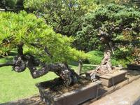 Happo-En Garten, Bonsai-Bäume