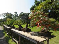 Happo-En Garten, Bonsai-Bäume