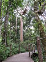 Kuranda Regenwald