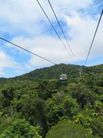 Kuranda Regenwald