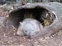 Wombat