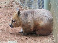Wombat