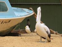 Featherdale Wildlife Park