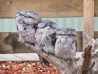 Featherdale Wildlife Park