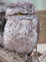 Featherdale Wildlife Park