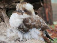 Featherdale Wildlife Park