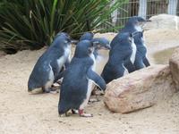 Featherdale Wildlife Park