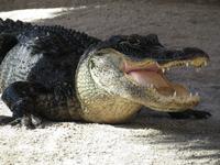 Alligator-Show