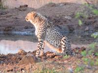 Gepard