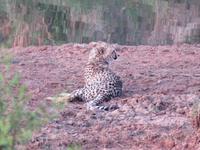 Gepard