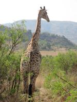 Giraffe