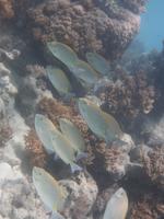 Great Barrier Reef