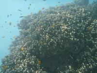 Great Barrier Reef