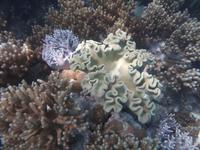 Great Barrier Reef