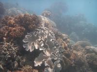 Great Barrier Reef