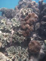 Great Barrier Reef