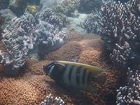 Great Barrier Reef