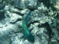 Great Barrier Reef