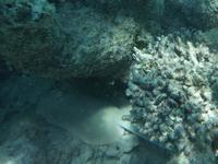 Great Barrier Reef