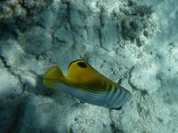 Great Barrier Reef