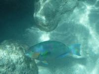 Great Barrier Reef
