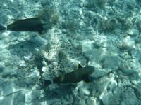 Great Barrier Reef