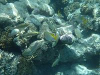 Great Barrier Reef