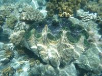 Great Barrier Reef
